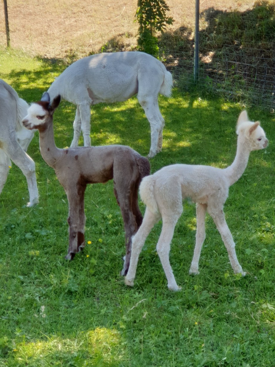 Schmetterlinge im Bauch