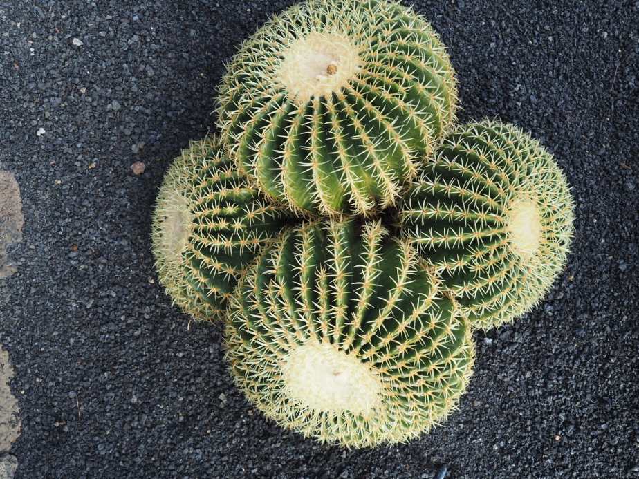Jardin de Cactus