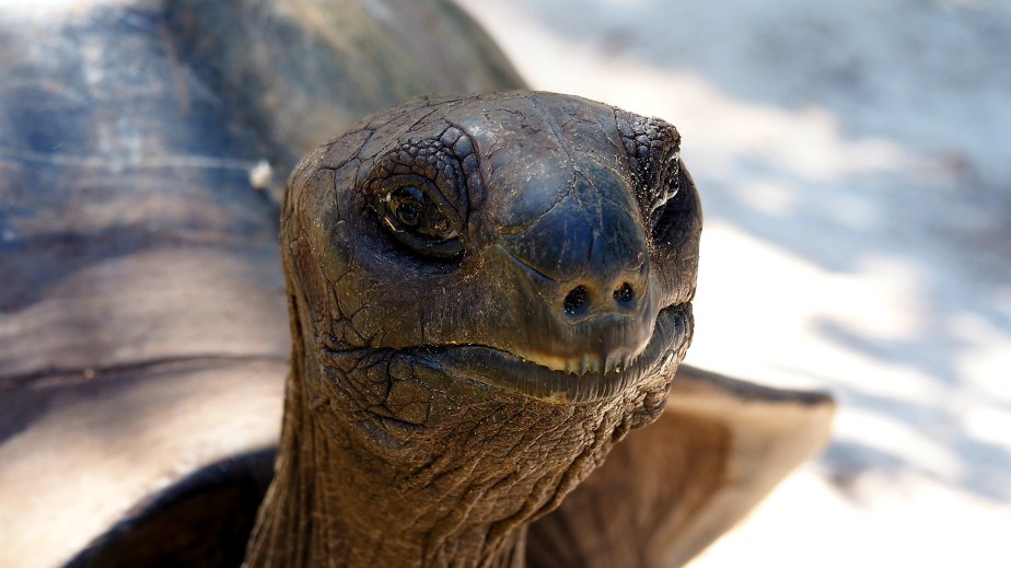 Riesenschildkröten auf Curieuse und ein buntes Aquarium vor St.&nbsp;Pierre