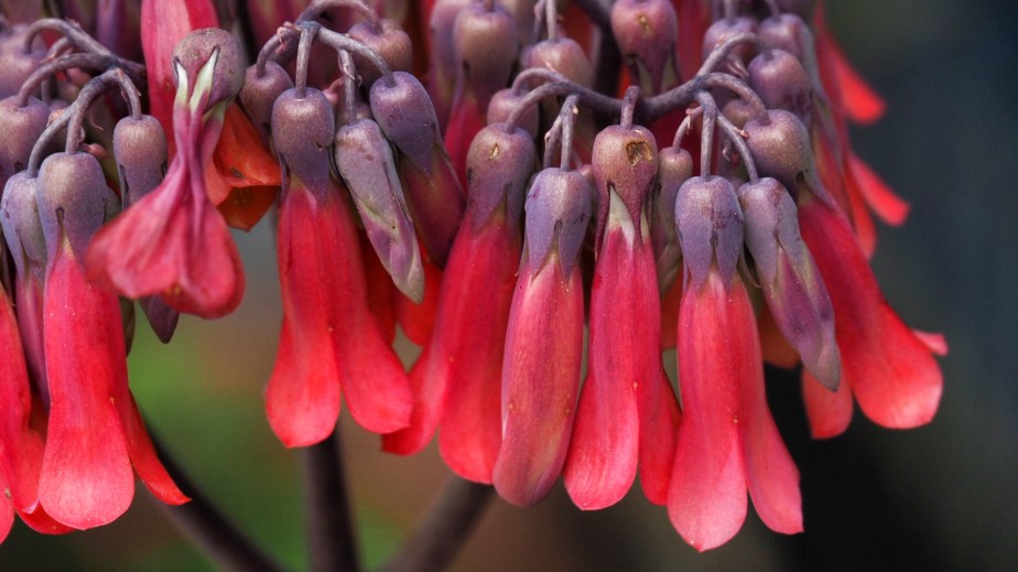 C’era una Volta in&nbsp;Tropea