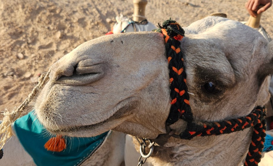 Überraschungstag in der&nbsp;Wüste