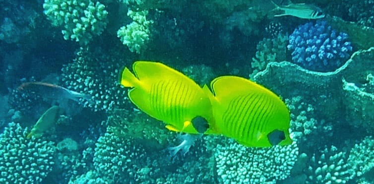 Bunte Unterwasserwelt