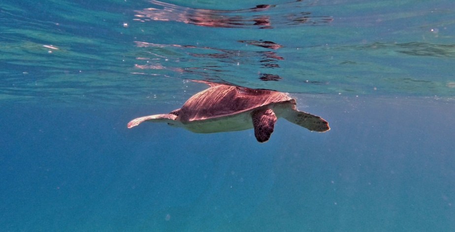 Geburtstagstag mit Schildkröte