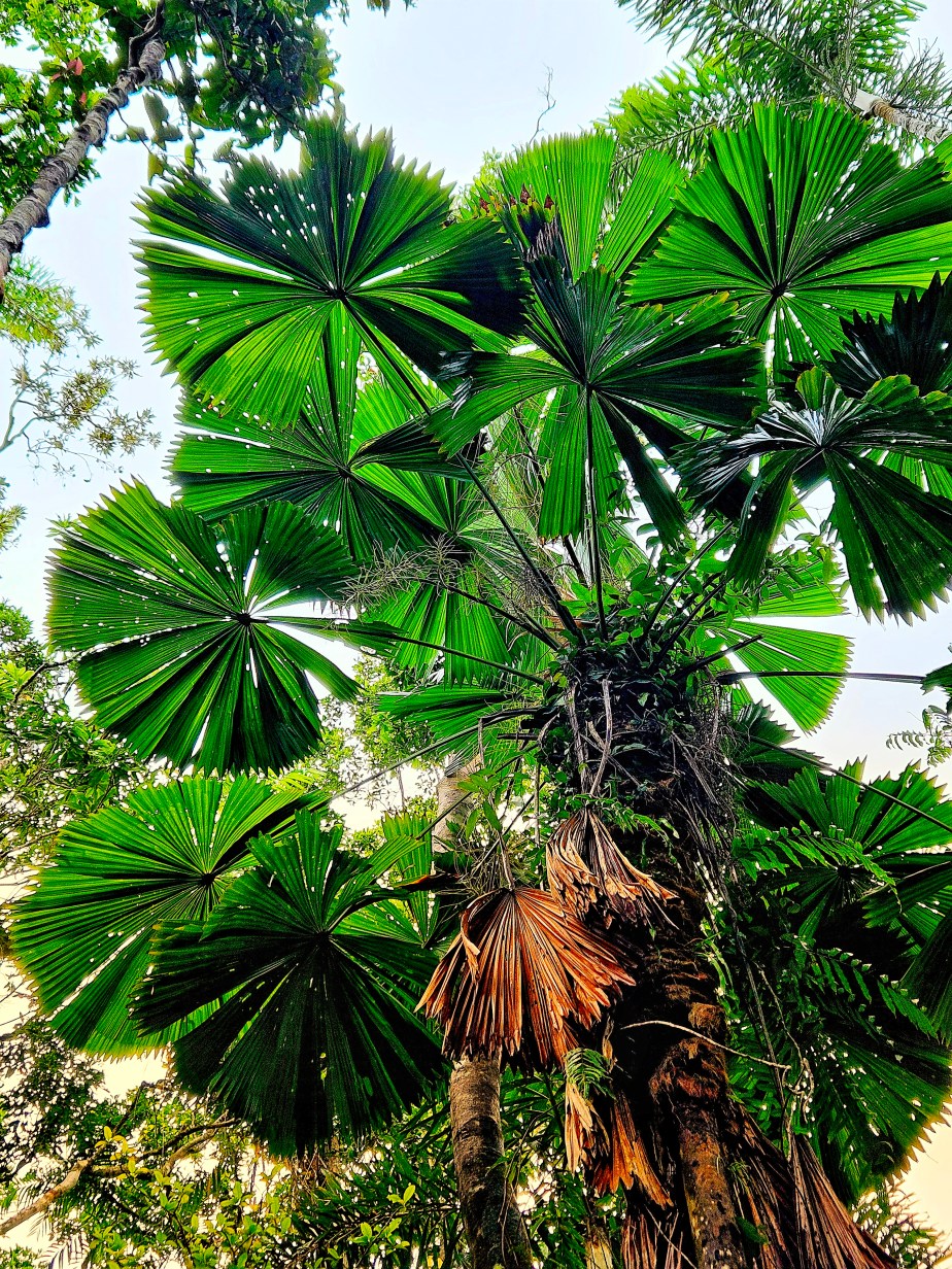 Achtung! Gefährliche Tiere – Ein Tag im&nbsp;Regenwald